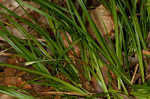 Wildenow's sedge